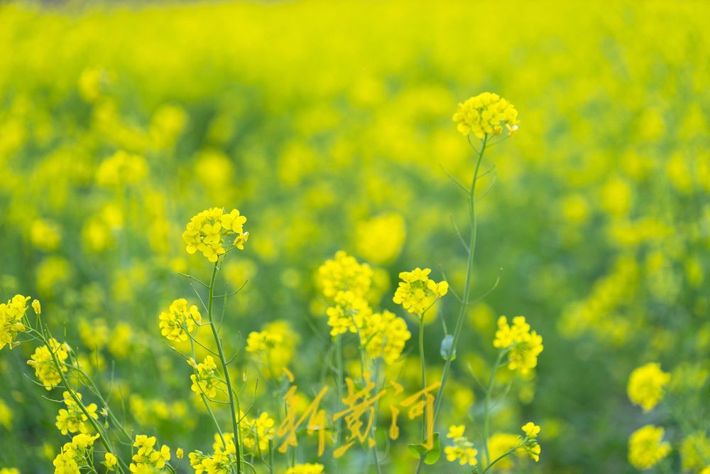 来“江北婺源 水乡双泉”，赴一场油菜花开的浪漫吧