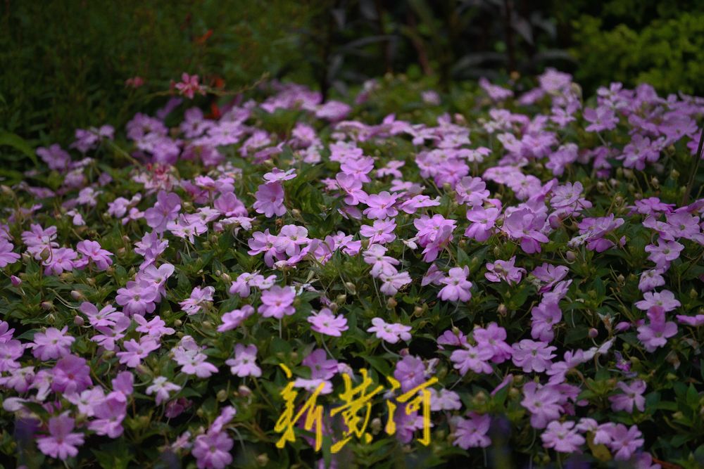 美！大明湖微型花园繁花烂漫 