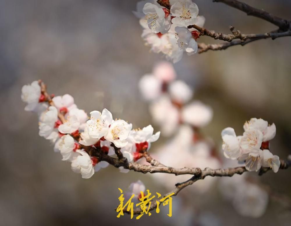 泉城春色好，万竹园杏花盛开如云似雪