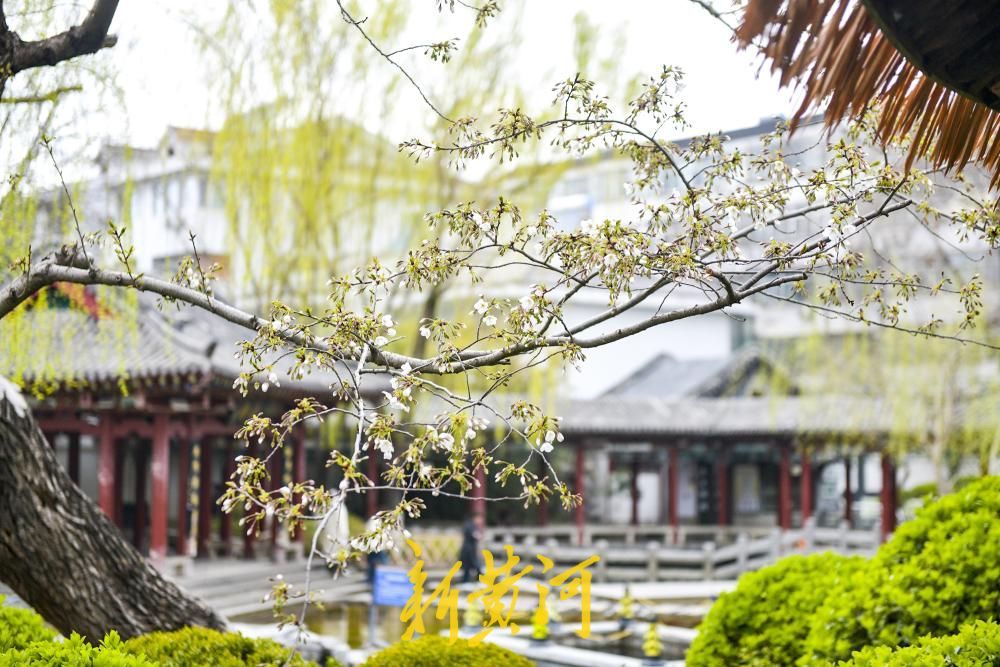 春雨润花待客来，五龙潭樱花节本周六启幕