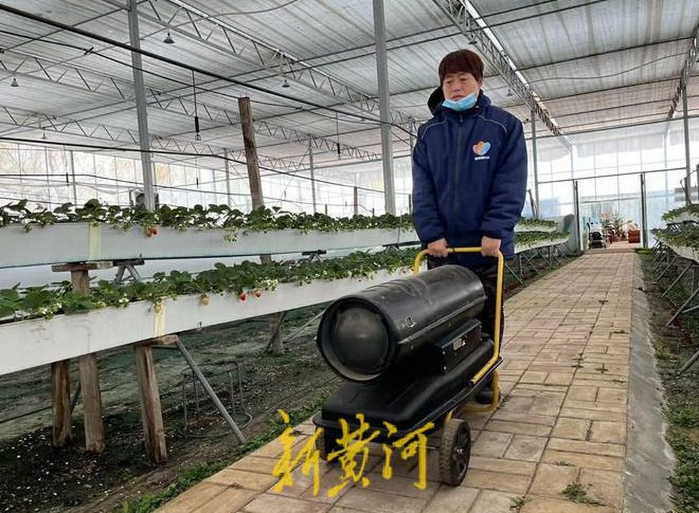 寒冬下的济南草莓种植户：与寒潮天气上演“保温拉锯战”