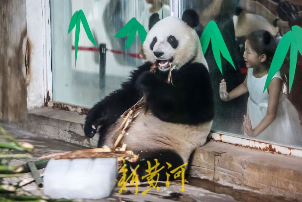 济南动物园新建大熊猫馆国庆节前开馆！大熊猫为什么要搬家？新家长啥样？最新揭秘来了