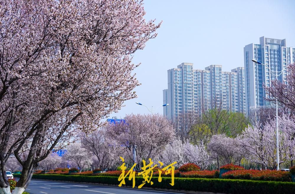 一路繁花！济南西城这些路段的红叶李进入盛花期