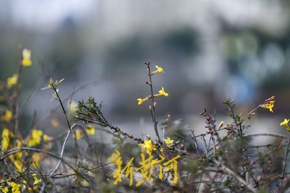 一年四季 泉在济南丨泉城冬日暖如春 护城河畔迎春花“错季”绽放
