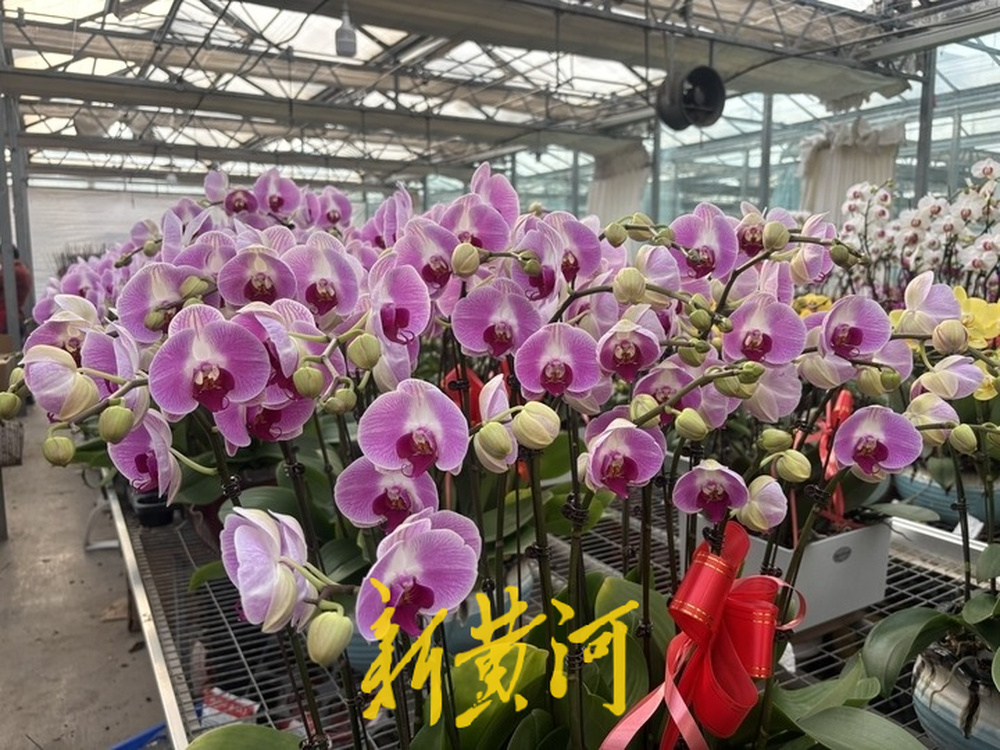 本地花农培育本土蝴蝶兰 领跑济南年宵花市场，成新春消费“香饽饽”