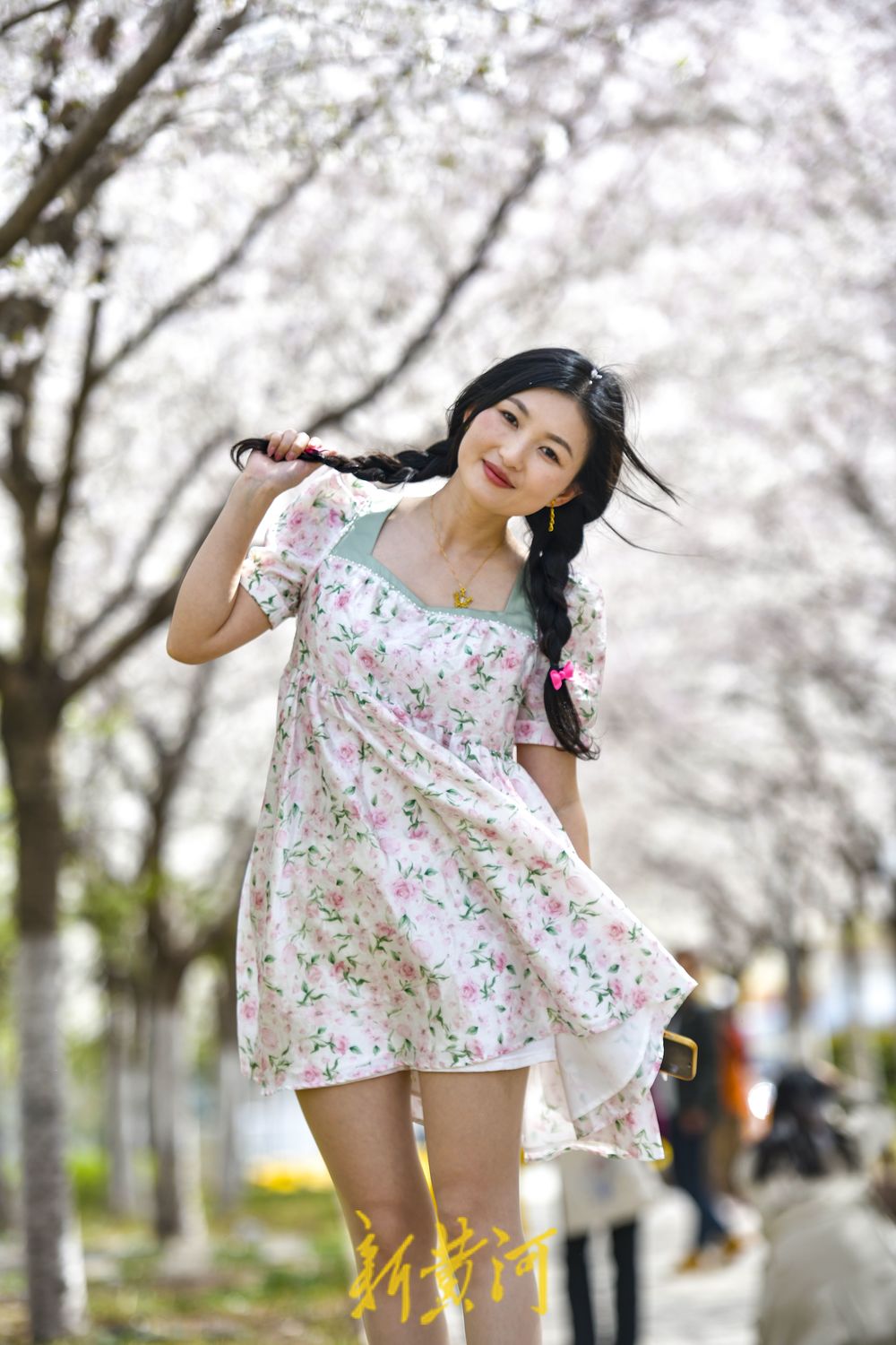 樱花广场迎来烂漫时 500多株轮番绽放