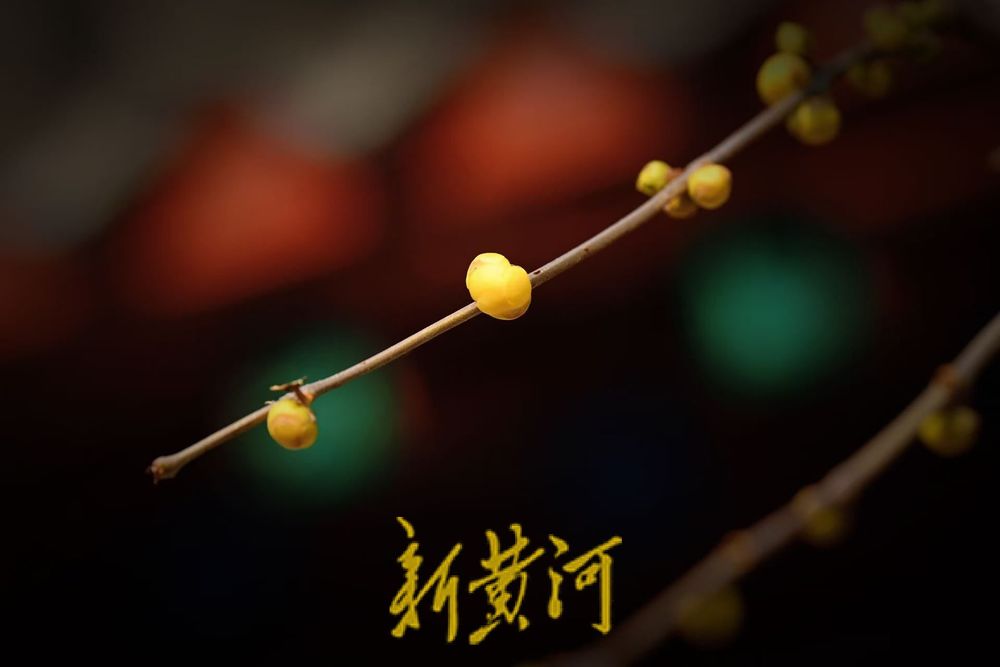 济南趵突泉沧园腊梅含苞待放 香气四溢引游客