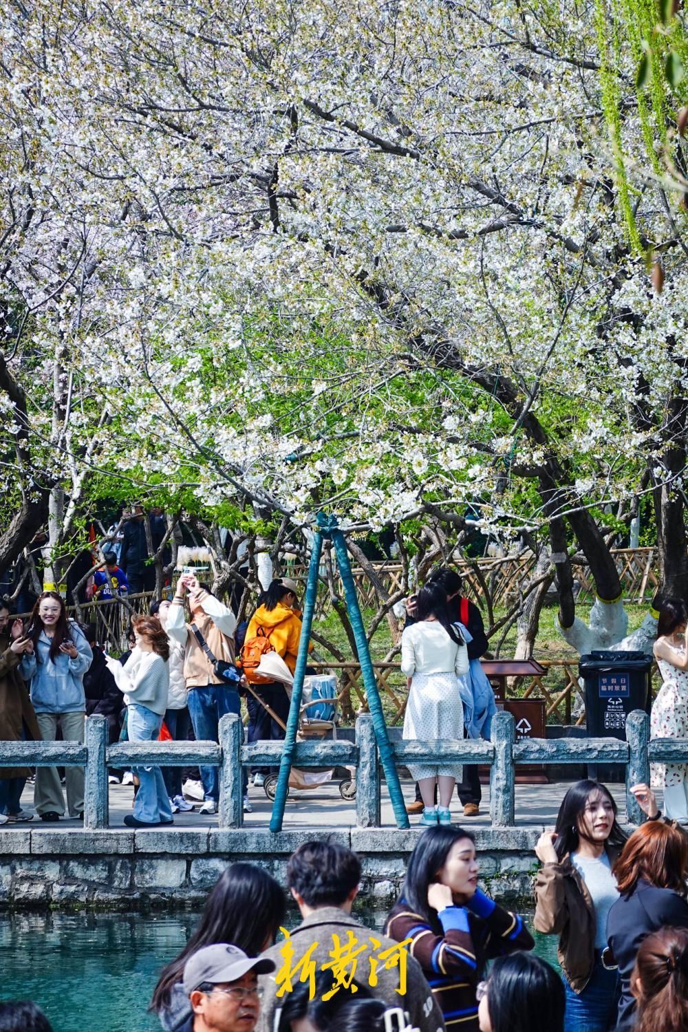 3月下旬，泉城迎来赏花高峰
