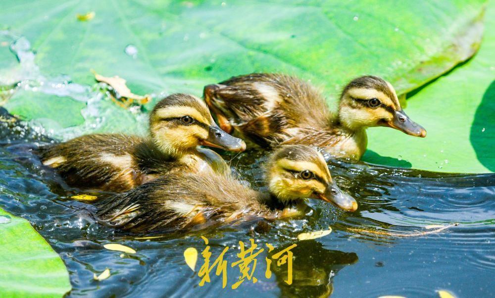 碧荷连天萌鸭嬉戏，济南大明湖“鸭家族”成夏日新晋顶流