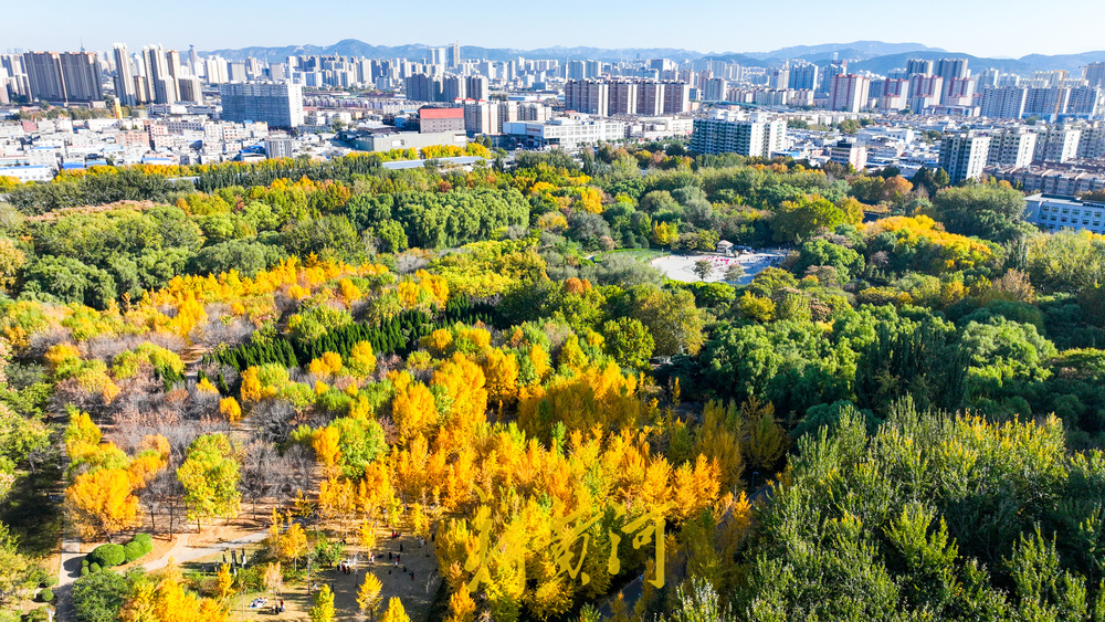 醉美银杏林上线，深秋的济南迎来“颜值巅峰”