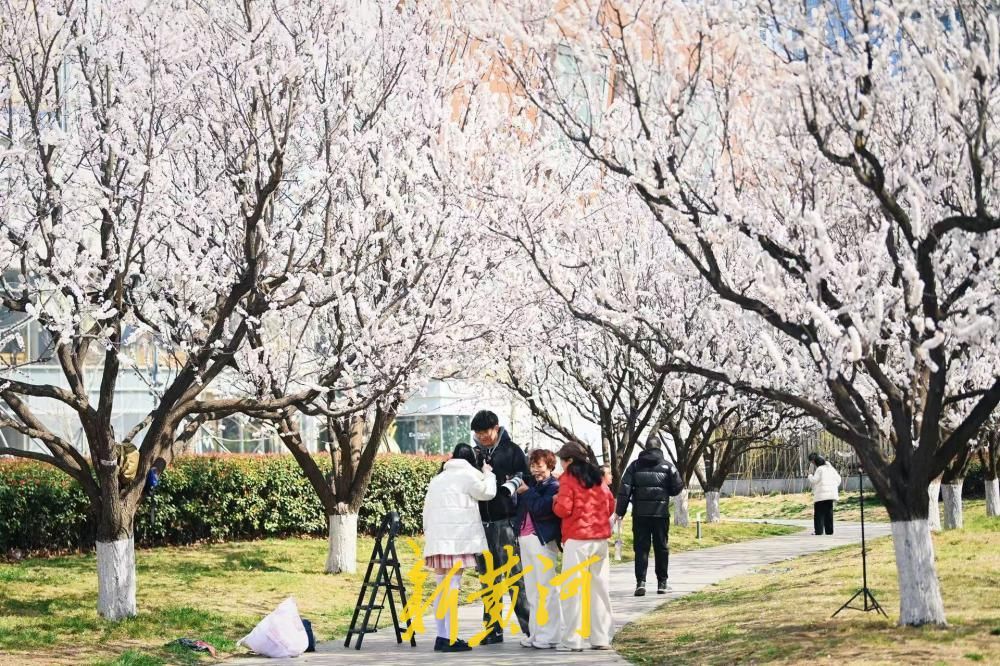 济南经十路最美杏花绽放 绘就城市春色