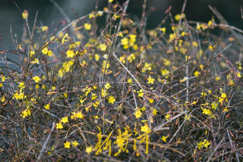 一年四季 泉在济南丨泉城冬日暖如春 护城河畔迎春花“错季”绽放