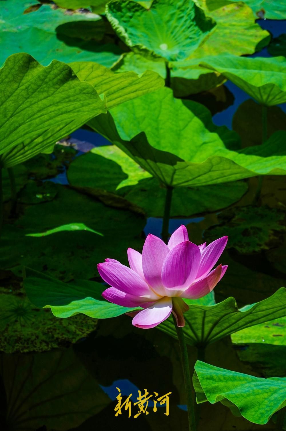荷香消夏暑，大明湖荷花盛放成避暑热门地标