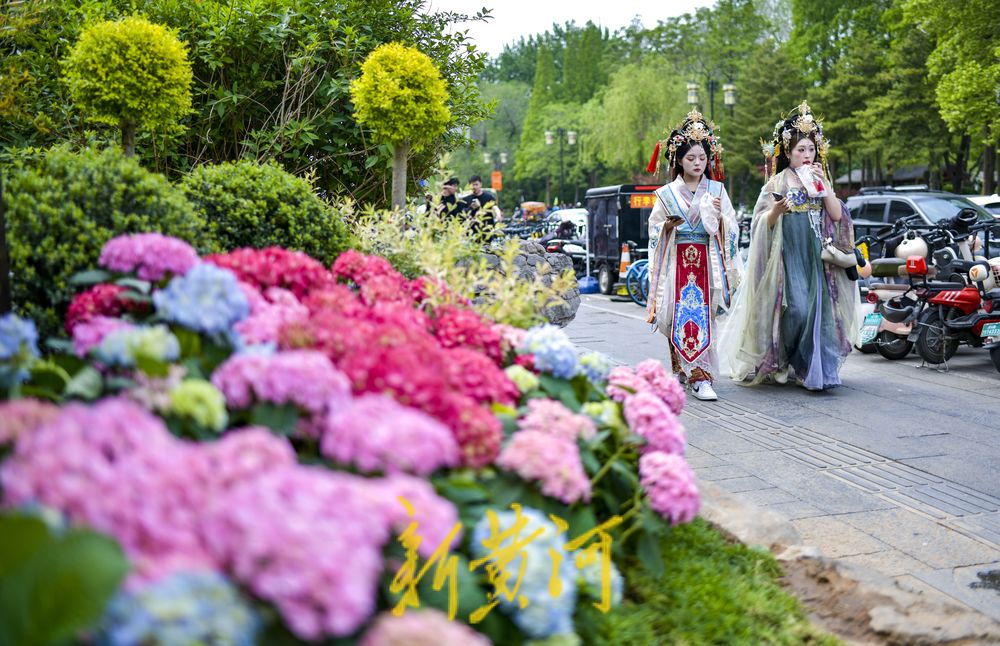 老城街巷里的“莫奈花园” 感受限定版的古城浪漫   