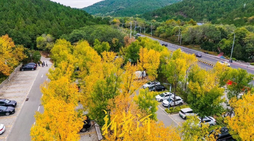 一年四季 泉在济南丨旅游路 “调色盘”上线 济南佛慧山北门层林尽染如诗如画