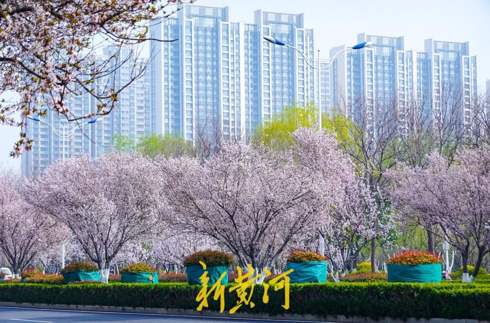 一路繁花！济南西城这些路段的红叶李进入盛花期