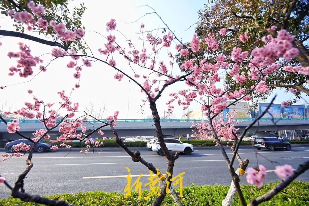 经十路最美春色上线 道路两侧美人梅迎风盛开