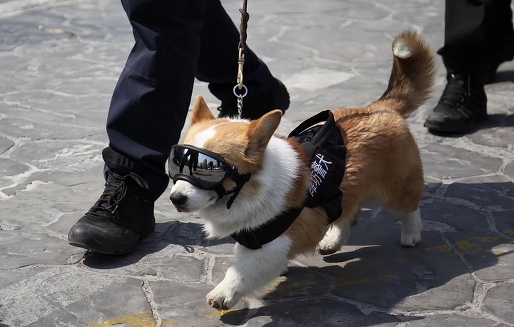 网红柯基警犬“空降”泉城，搜爆、搜毒“百发百中”