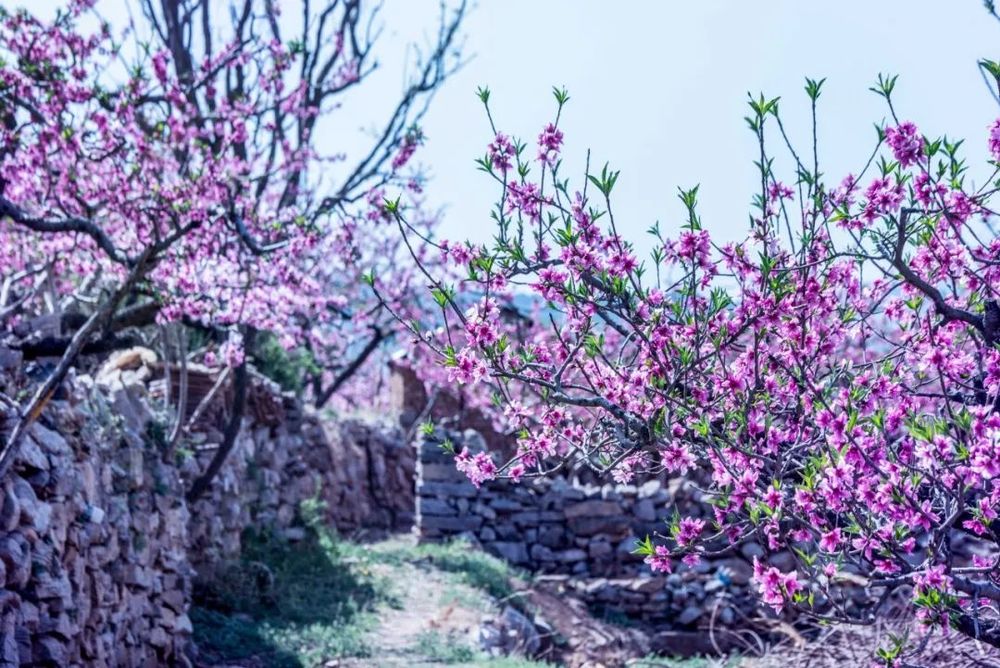 碧桃花期图片