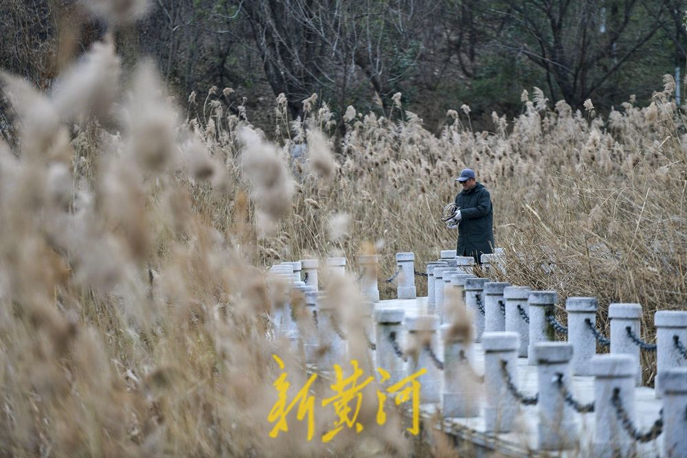 初冬济南这处湿地畔芦苇花摇曳起舞，白色浪漫等你邂逅