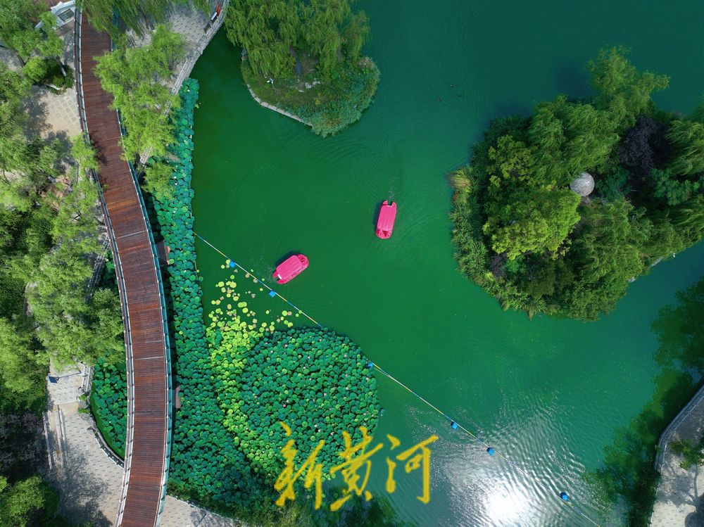 泉城雨后迎短暂凉爽天气 市民在荷花盛开中感受清凉