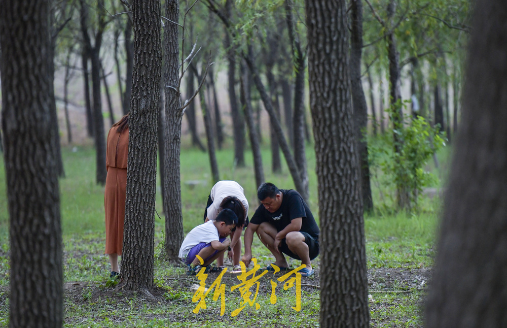又到了摸知了猴的季节，树林里到处闪着手电筒的光