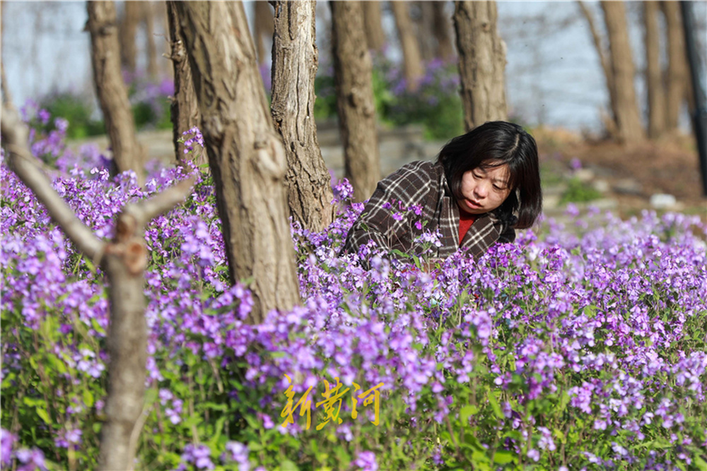 济南卧牛山二月兰绽放,紫色花海成今春新网红打卡地