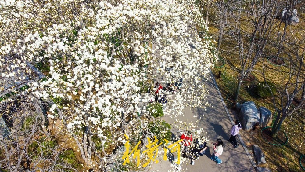 玉兰花海惊艳亮相，济南百花公园春色“撩人”