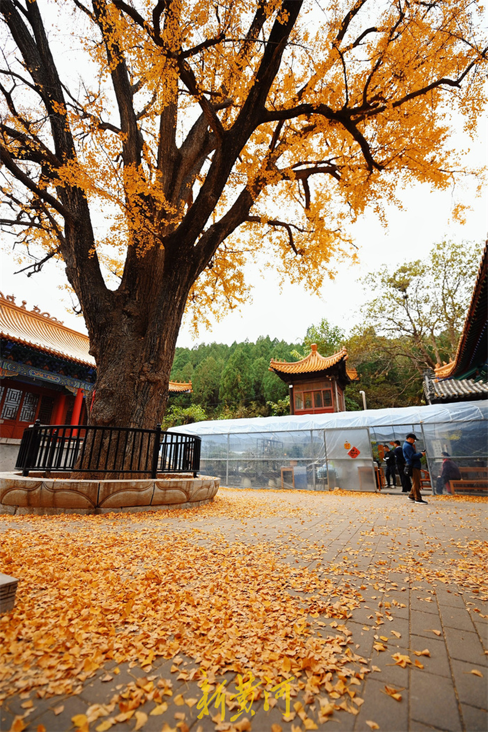 银杏叶落满地，淌豆寺里满目金黄