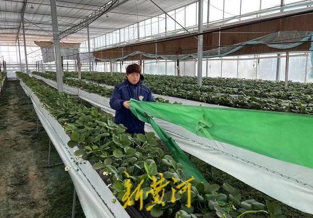 寒冬下的济南草莓种植户：与寒潮天气上演“保温拉锯战”