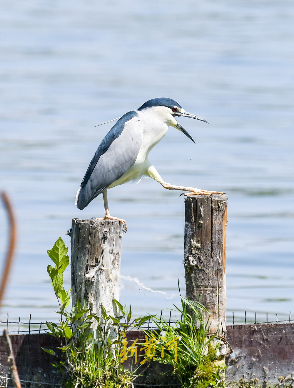 大明湖“老等”夏日回归，湖中捕鱼静赏湖光山色