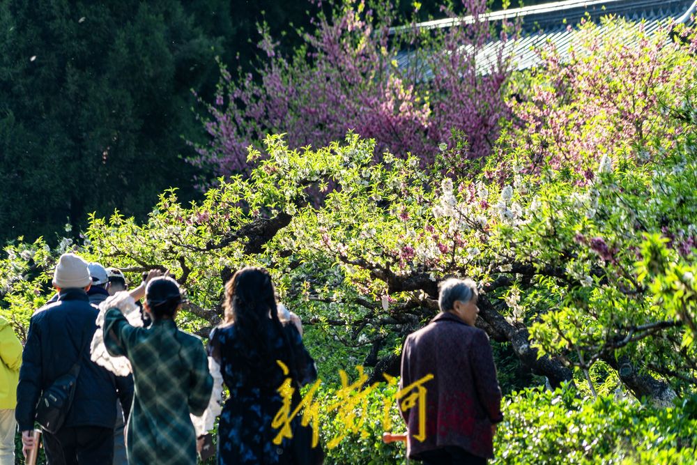 泉城百花公园碧桃花盛开，红白交织春意浓