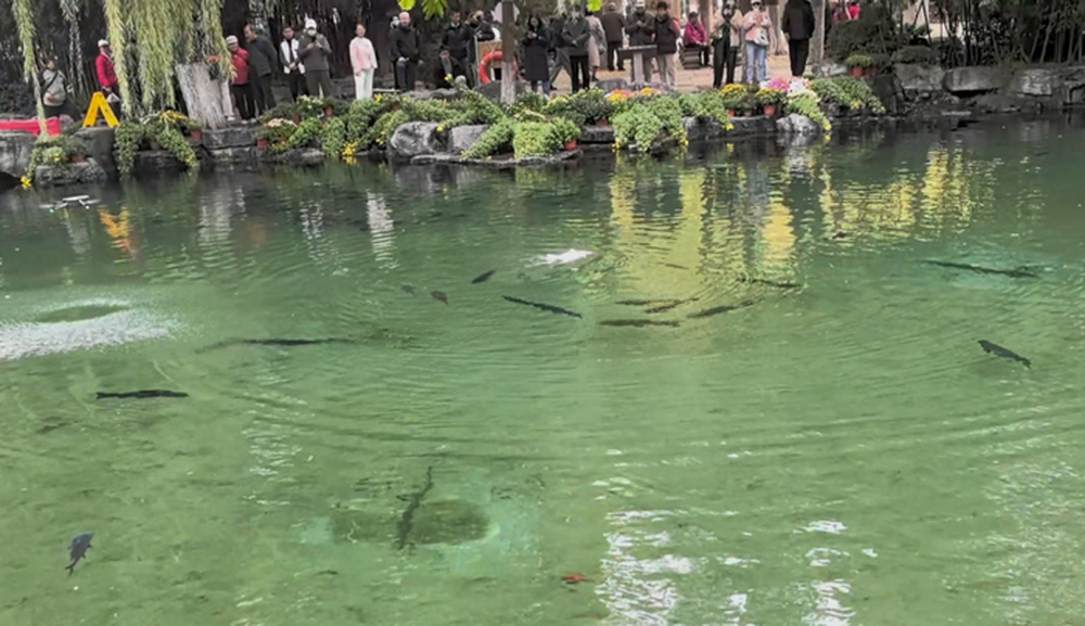 当泉城盛会邂逅科技萌物，北大仿生锦鲤要帮助泉城锦鲤“减肥”
