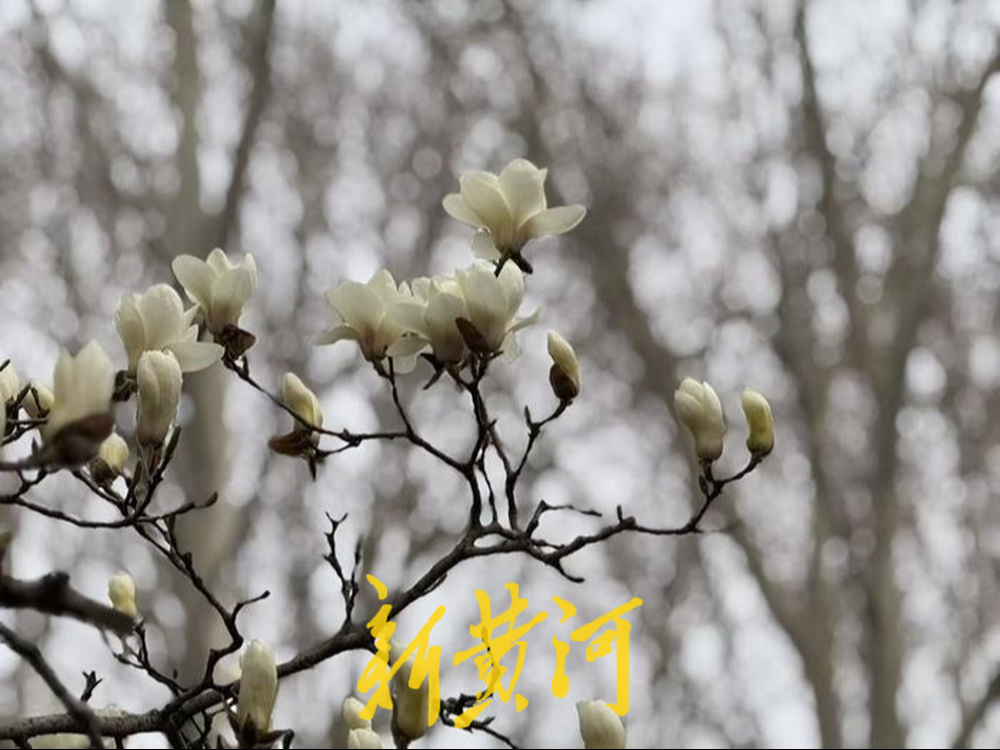 泉城春日“顶流”上线,百花公园玉兰盛放,吸引市民游客拍照打卡