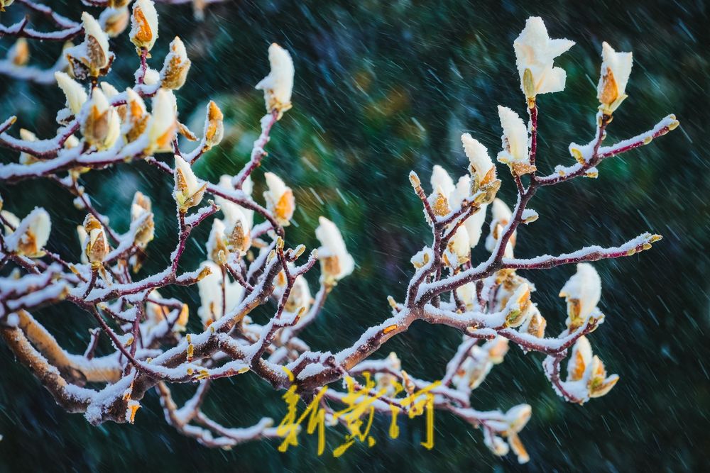 难得一见！白雪楼前，含苞玉兰傲雪待放