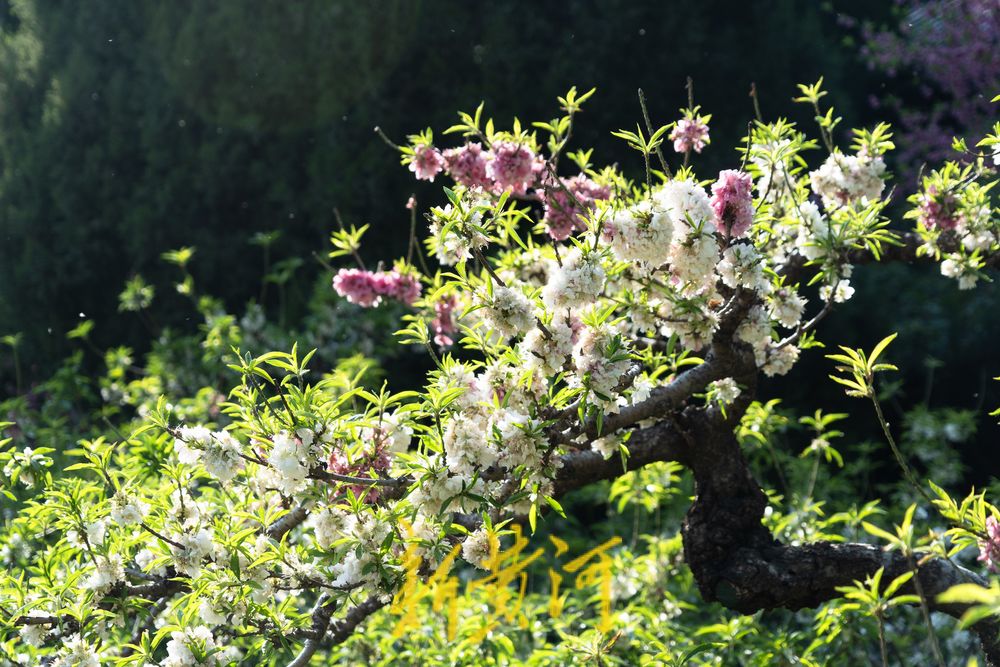 泉城百花公园碧桃花盛开，红白交织春意浓