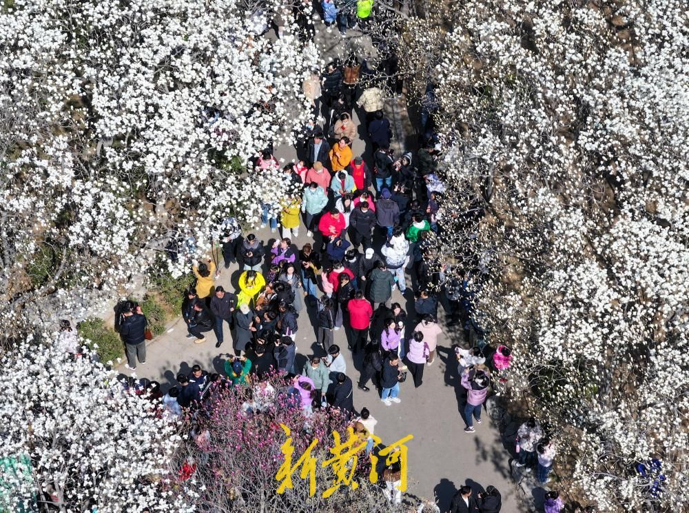 济南春天第一波顶流登场,和百花公园玉兰花撞个满怀吧!
