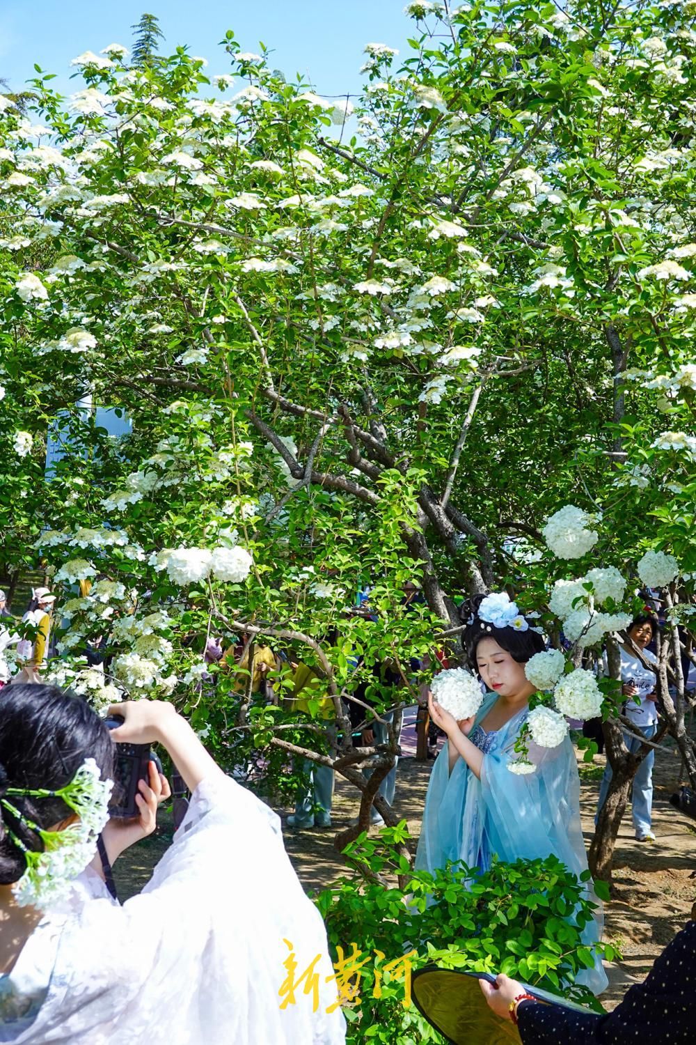 泉城公园抛“绣球”，团团白花引游客争相打卡