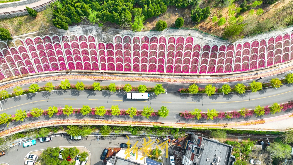 惊艳！鳌角山山体公园现玫红色鱼鳞状花堤