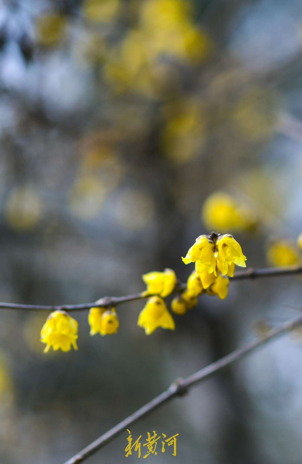 大明湖畔蜡梅初开 唤醒冬日诗意