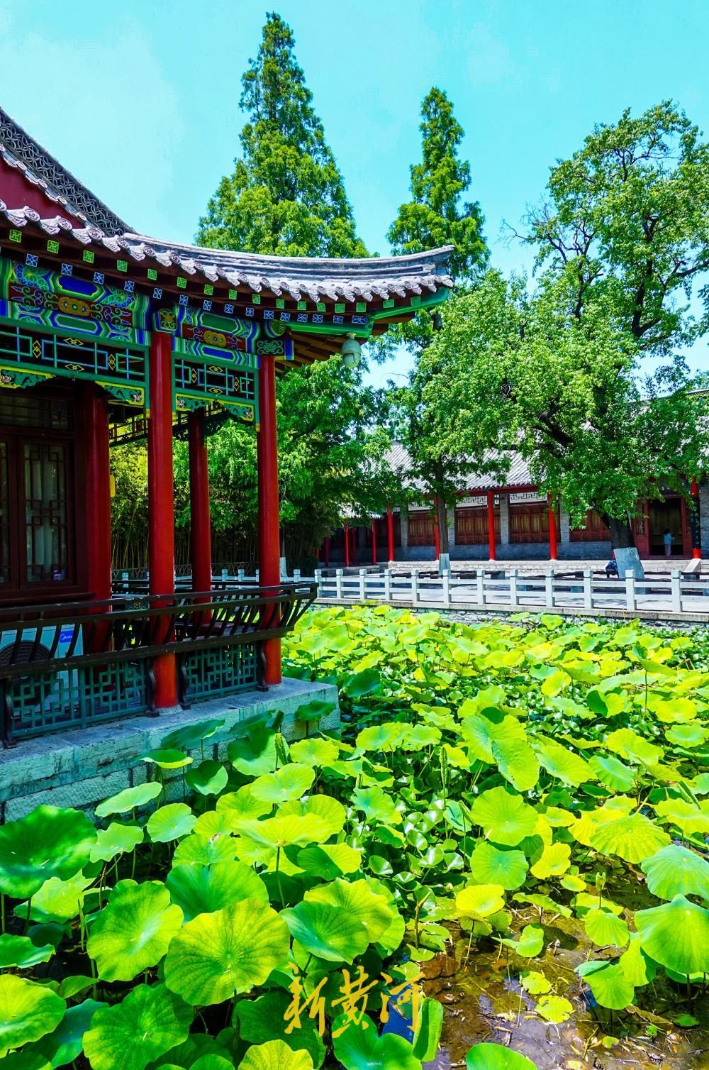 荷香消夏暑，大明湖荷花盛放成避暑热门地标