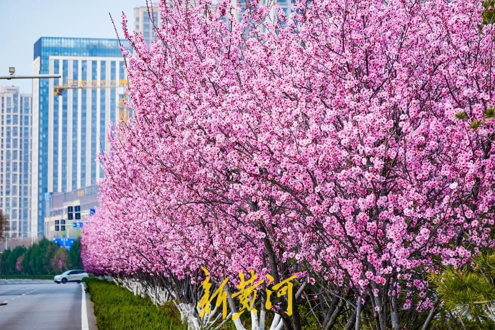 济南西客站片区美人梅盛放 多条街道变身“粉色花廊”