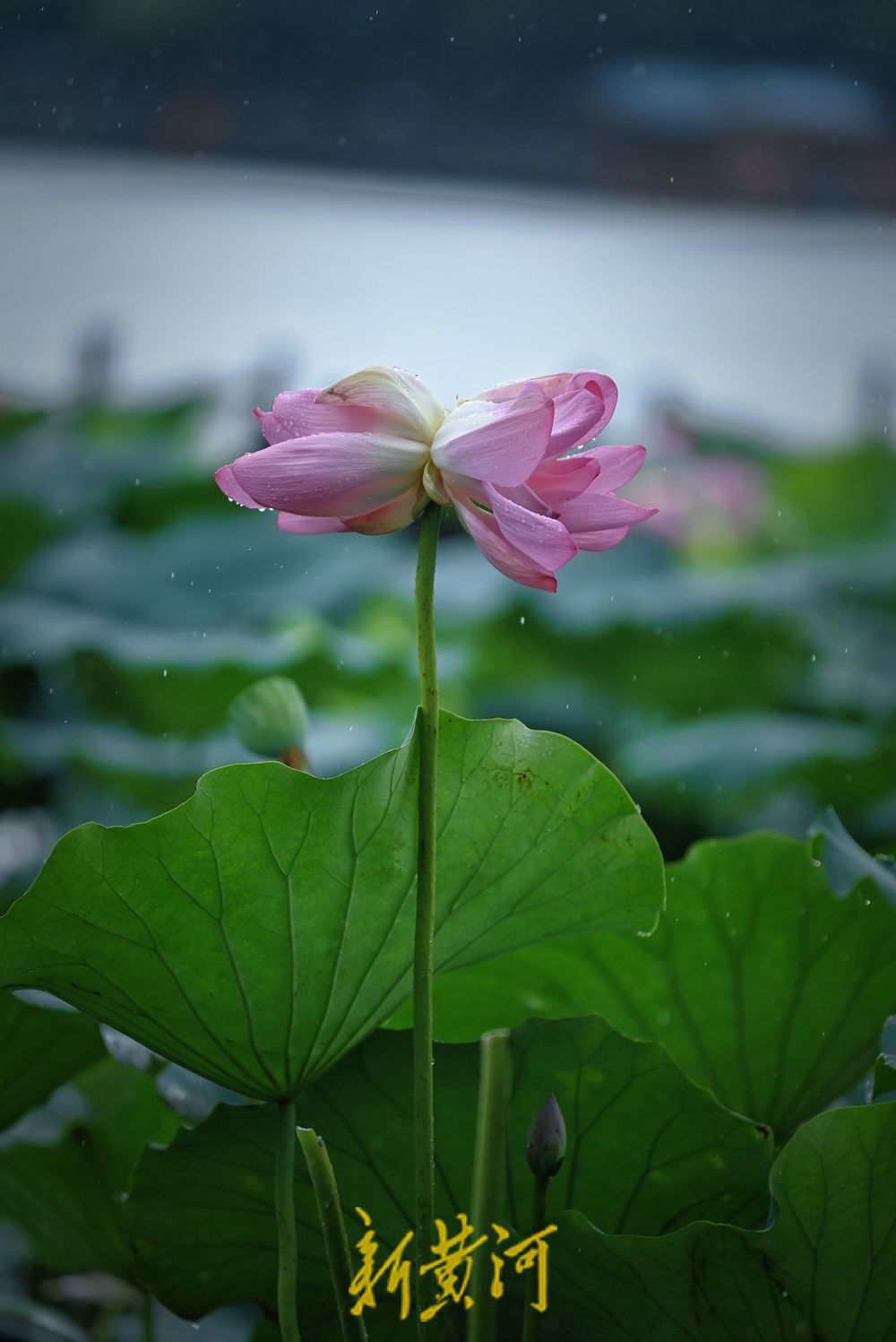 惊艳！大明湖并蒂莲雨中绽放摇曳生姿