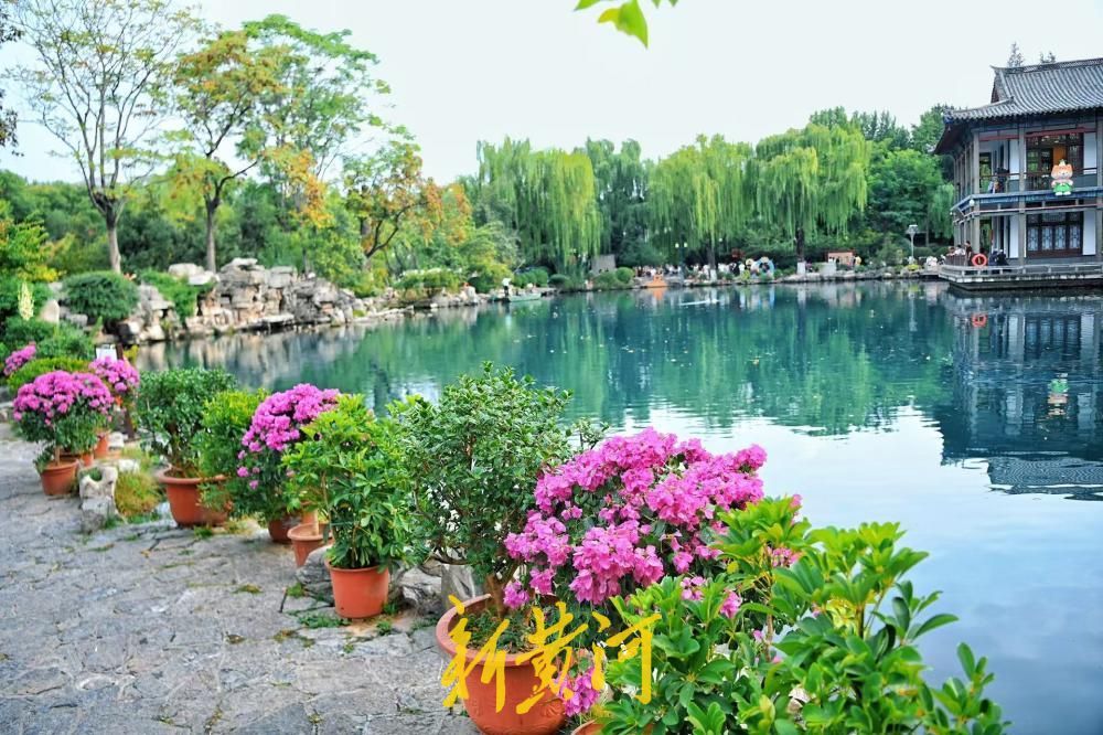 济南五龙潭新添美景，三角梅盛放绘就秋日画卷
