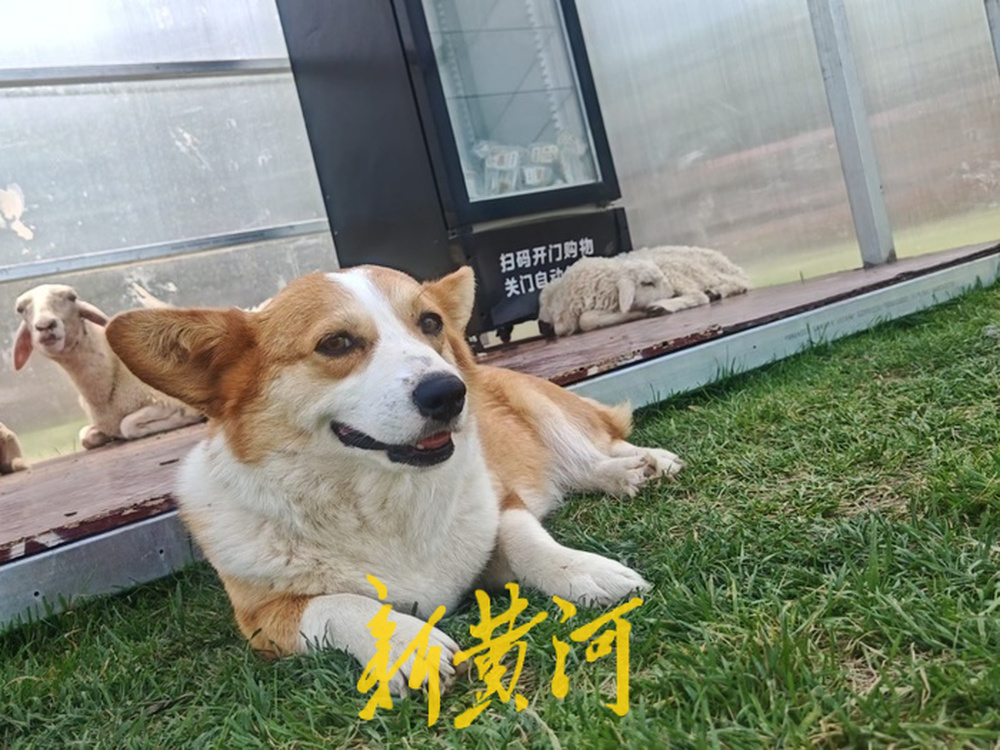 村里的草地，“长”满了市区来的帐篷