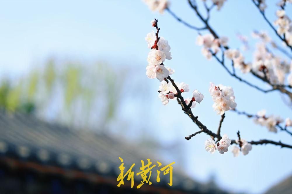 泉城春色好，万竹园杏花盛开如云似雪