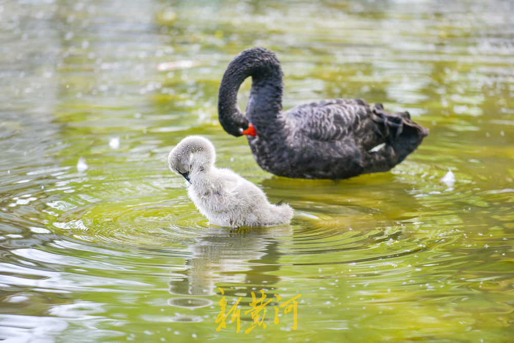 大明湖“鹅丁兴旺”成网红 游客打卡见证成长之旅