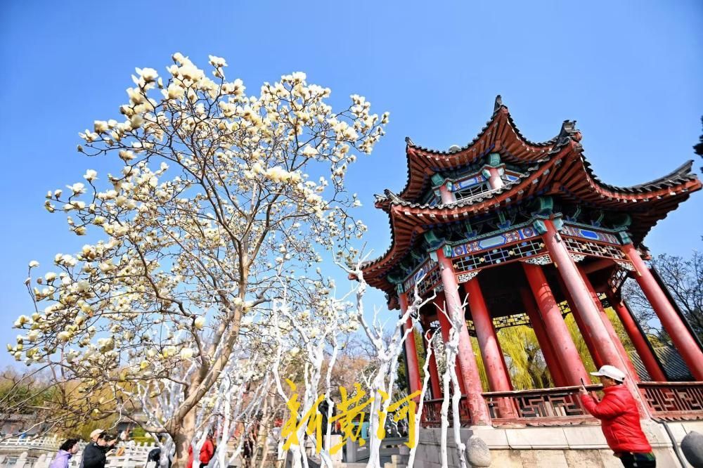 已进入最佳观赏期，大明湖得月亭白玉兰怒放