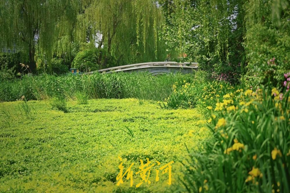 大明湖遐园藏着“莫奈花园”，随手一拍就是无滤镜大片