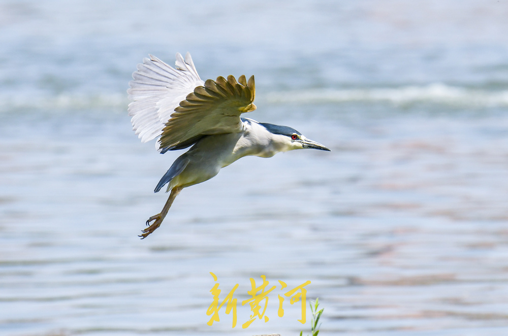 大明湖“老等”夏日回归，湖中捕鱼静赏湖光山色